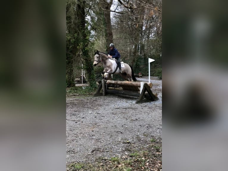 Irish Sport Horse Wallach 4 Jahre 164 cm Schecke in Bogaarden