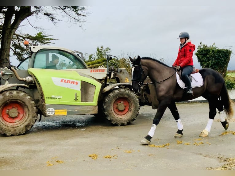 Irish Sport Horse Wallach 4 Jahre 165 cm Rappe in Mountrath