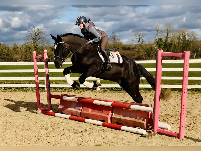 Irish Sport Horse Wallach 4 Jahre 165 cm Rappe in Mountrath