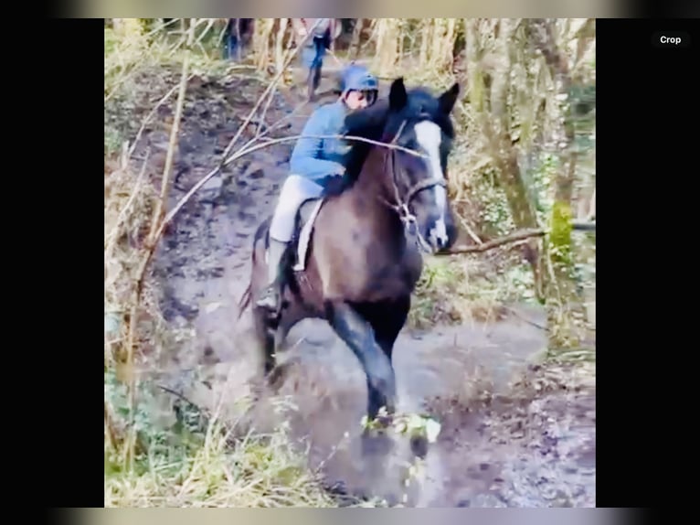 Irish Sport Horse Wallach 4 Jahre 165 cm Rappe in Mountrath