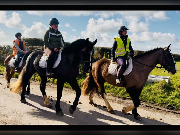 Irish Sport Horse Wallach 4 Jahre 165 cm Rappe in Mountrath