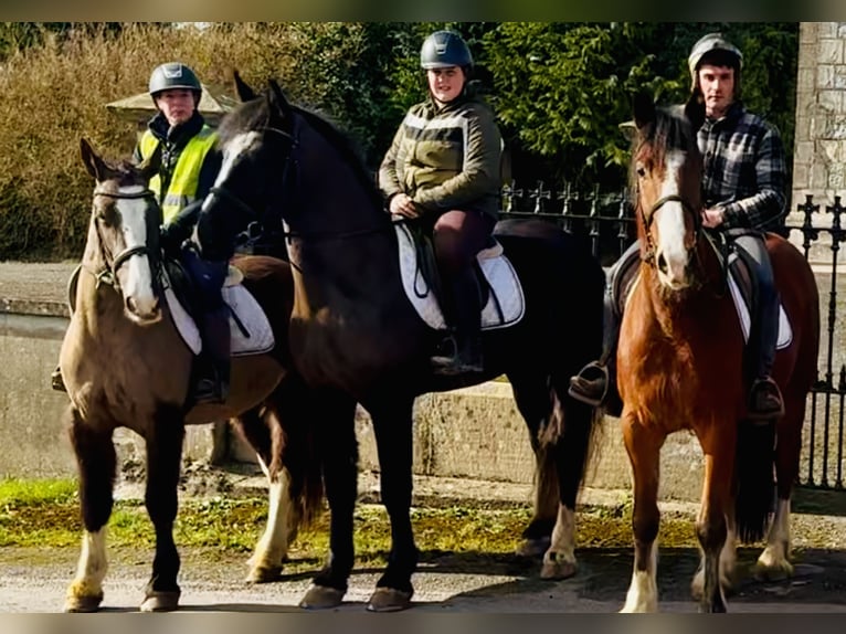 Irish Sport Horse Wallach 4 Jahre 165 cm Rappe in Mountrath
