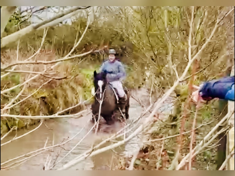 Irish Sport Horse Wallach 4 Jahre 165 cm Rappe in Mountrath
