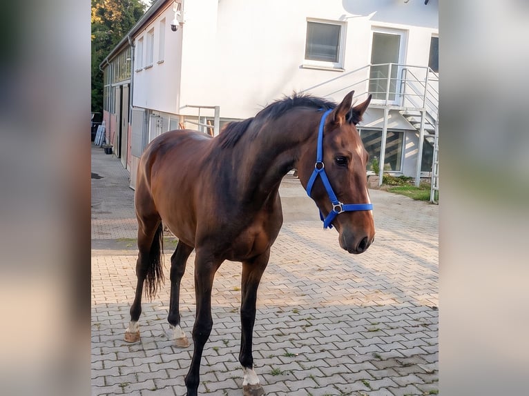 Irish Sport Horse Wallach 4 Jahre 168 cm Brauner in Blomberg