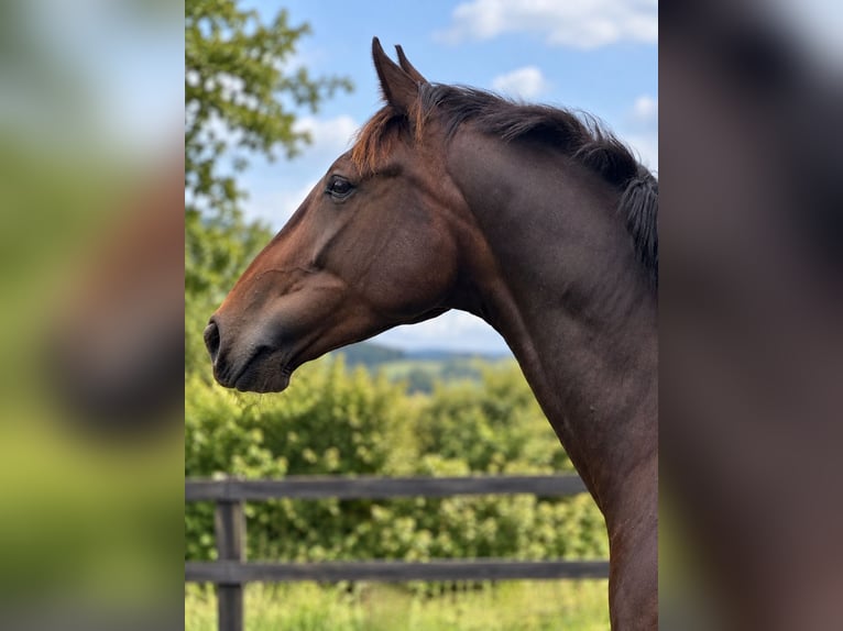 Irish Sport Horse Wallach 4 Jahre 168 cm Brauner in Cork
