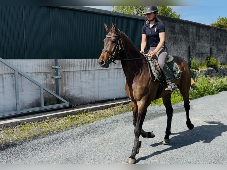 Irish Sport Horse Wallach 4 Jahre 168 cm Rotbrauner in Sligo