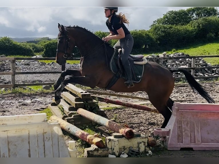 Irish Sport Horse Wallach 4 Jahre 168 cm Rotbrauner in Sligo