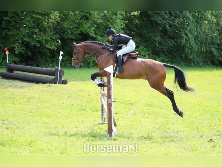 Irish Sport Horse Wallach 4 Jahre 168 cm Rotbrauner in Lismore