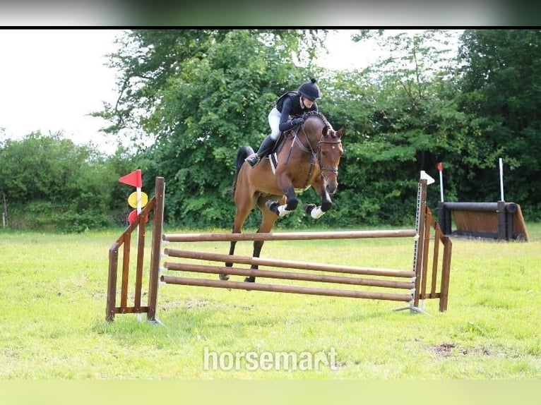 Irish Sport Horse Wallach 4 Jahre 168 cm Rotbrauner in Lismore