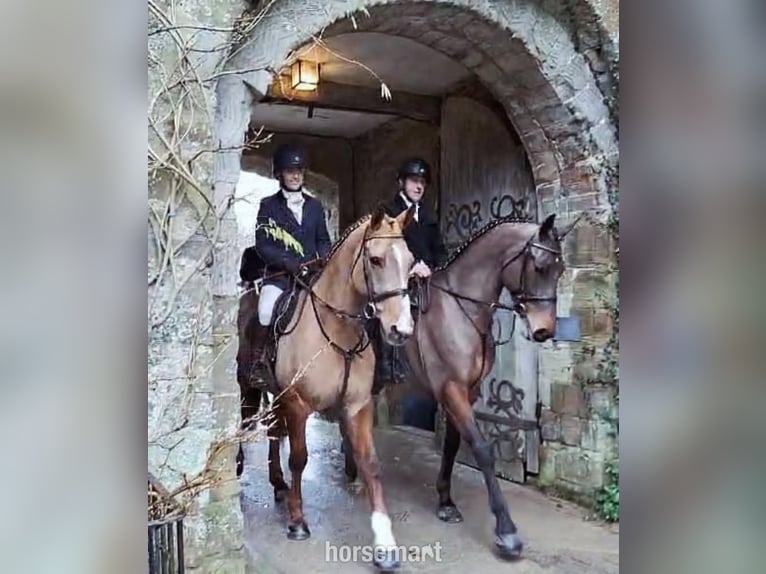 Irish Sport Horse Wallach 4 Jahre 168 cm Rotbrauner in Lismore
