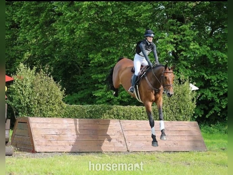 Irish Sport Horse Wallach 4 Jahre 168 cm Rotbrauner in Lismore