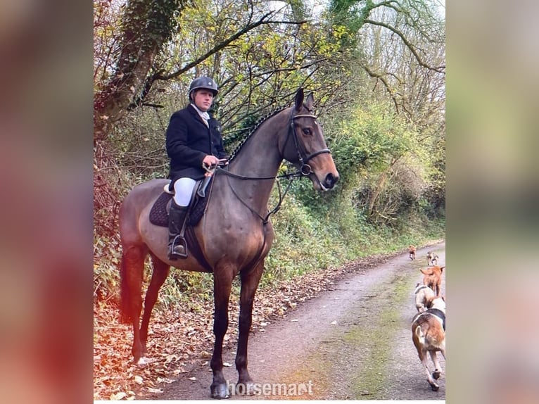 Irish Sport Horse Wallach 4 Jahre 168 cm Rotbrauner in Lismore