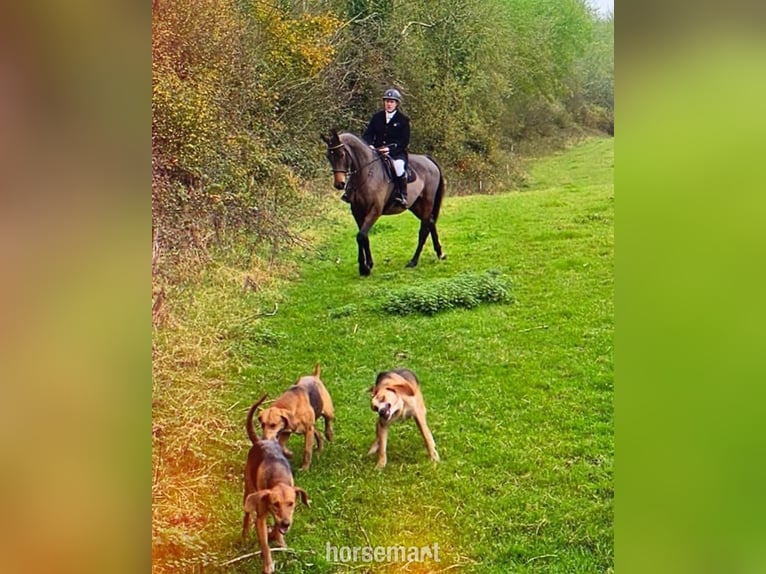 Irish Sport Horse Wallach 4 Jahre 168 cm Rotbrauner in Lismore