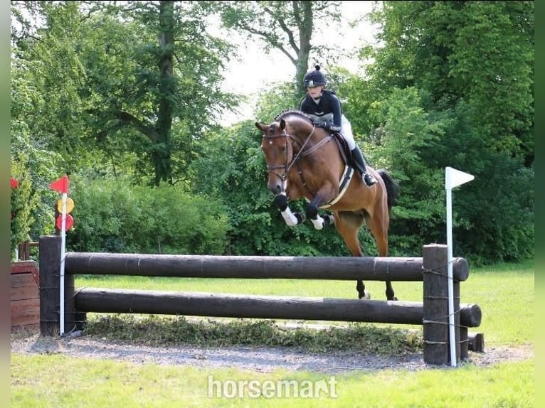 Irish Sport Horse Wallach 4 Jahre 168 cm Rotbrauner in Lismore