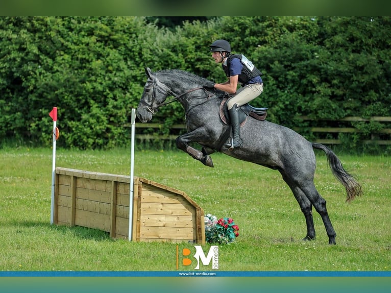 Irish Sport Horse Wallach 4 Jahre 168 cm Schimmel in Galway