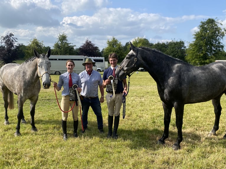 Irish Sport Horse Wallach 4 Jahre 168 cm Schimmel in Galway
