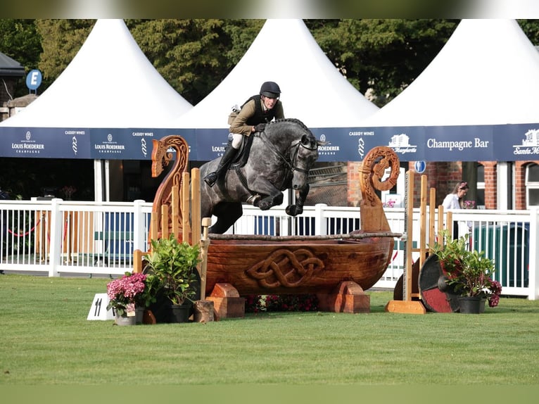 Irish Sport Horse Wallach 4 Jahre 168 cm Schimmel in Galway