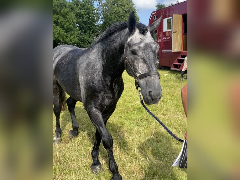 Irish Sport Horse Wallach 4 Jahre 168 cm Schimmel in Galway