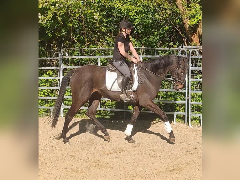 Irish Sport Horse Wallach 4 Jahre 168 cm Schwarzbrauner in Blomberg