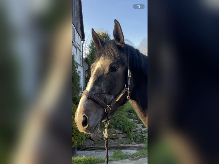 Irish Sport Horse Wallach 4 Jahre 169 cm Rappschimmel in Bad Driburg