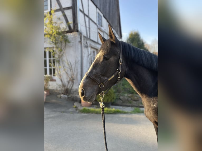 Irish Sport Horse Wallach 4 Jahre 169 cm Rappschimmel in Bad Driburg