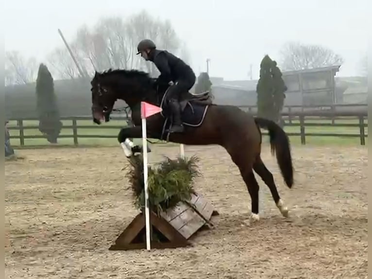 Irish Sport Horse Wallach 4 Jahre 170 cm Dunkelbrauner in Longford