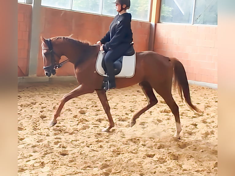 Irish Sport Horse Wallach 4 Jahre 170 cm Fuchs in Lage Irish Sport Horse Wallach 4 Jahre 170 cm Fuchs in Lage