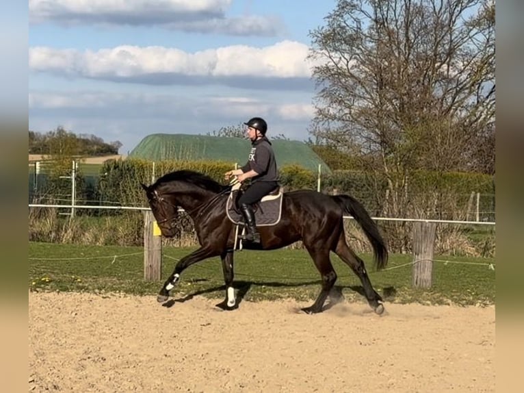 Irish Sport Horse Wallach 4 Jahre 170 cm Rappe in Elze Esbeck