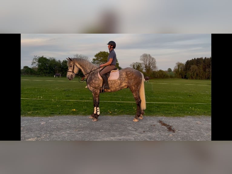 Irish Sport Horse Wallach 4 Jahre 170 cm Schimmel in Galway
