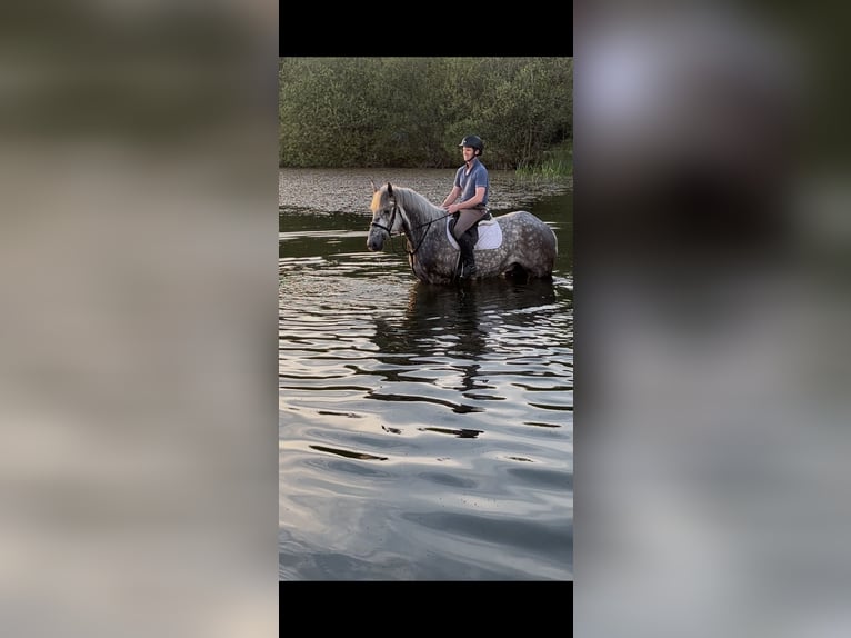 Irish Sport Horse Wallach 4 Jahre 170 cm Schimmel in Galway