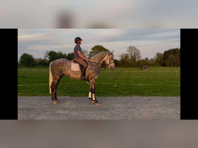 Irish Sport Horse Wallach 4 Jahre 170 cm Schimmel in Galway
