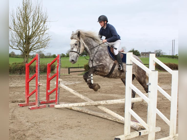 Irish Sport Horse Wallach 4 Jahre 170 cm Schimmel in Galway