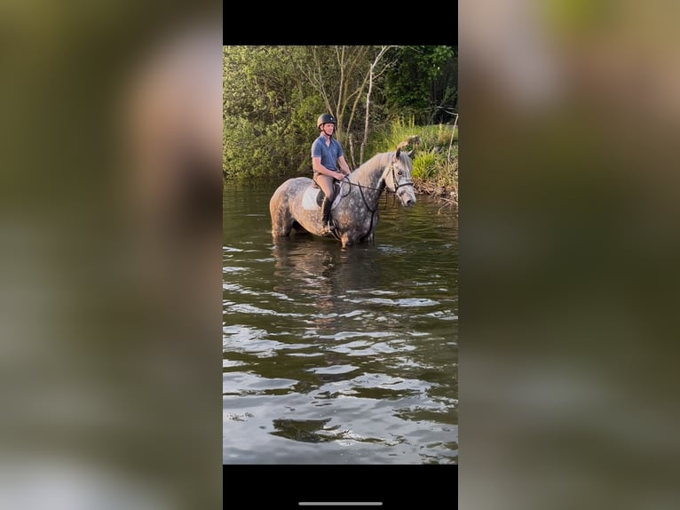 Irish Sport Horse Wallach 4 Jahre 170 cm Schimmel in Galway