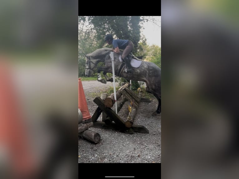 Irish Sport Horse Wallach 4 Jahre 170 cm Schimmel in Galway