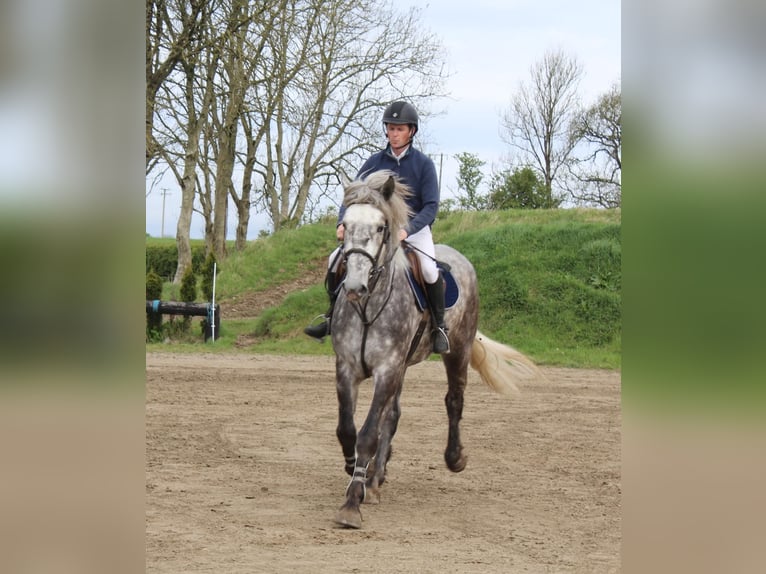Irish Sport Horse Wallach 4 Jahre 170 cm Schimmel in Galway