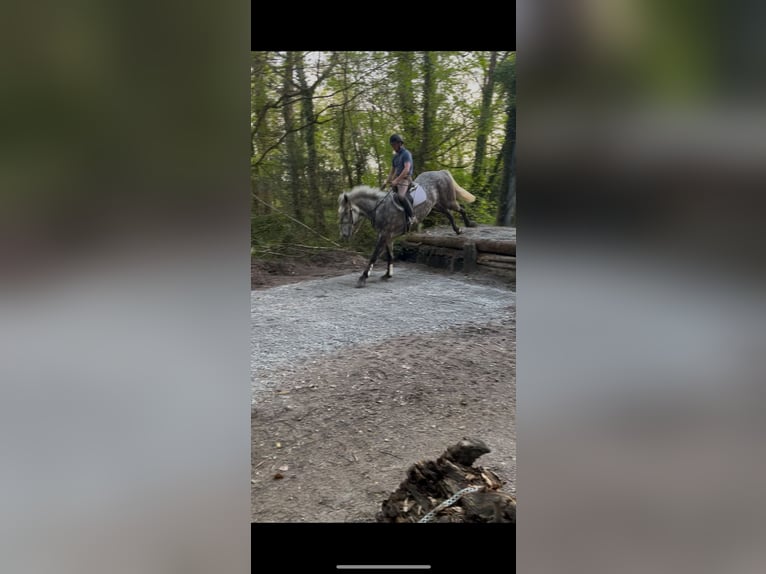 Irish Sport Horse Wallach 4 Jahre 170 cm Schimmel in Galway