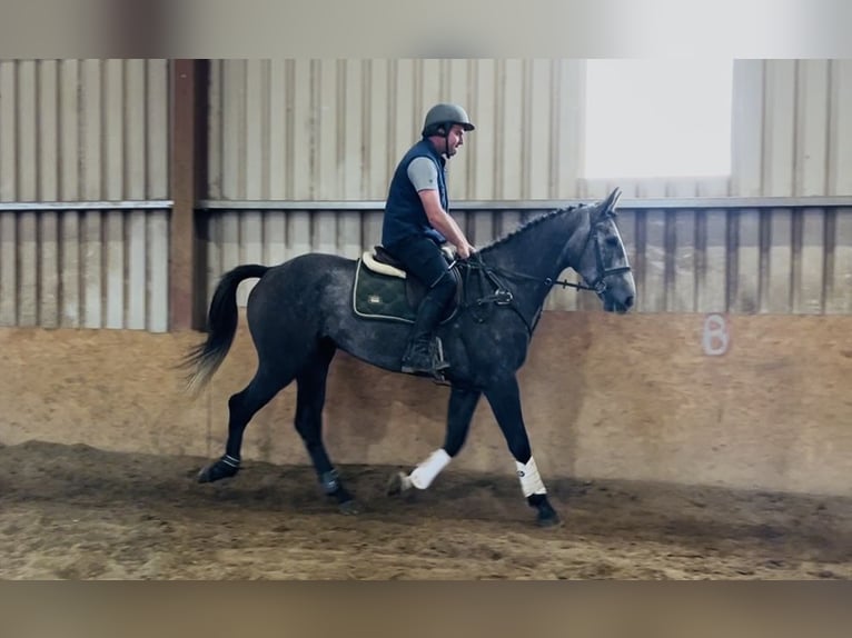 Irish Sport Horse Wallach 4 Jahre 170 cm Schimmel in Sligo