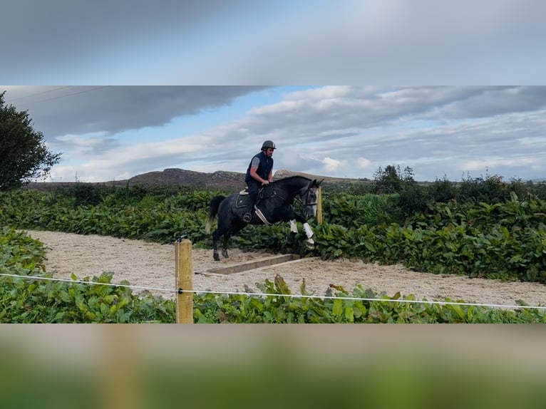 Irish Sport Horse Wallach 4 Jahre 170 cm Schimmel in Sligo
