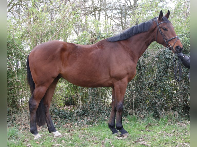 Irish Sport Horse Wallach 4 Jahre 171 cm Brauner in Wachtendonk