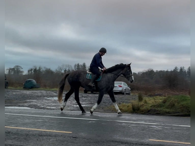 Irish Sport Horse Wallach 4 Jahre 173 cm Schimmel in Sligo