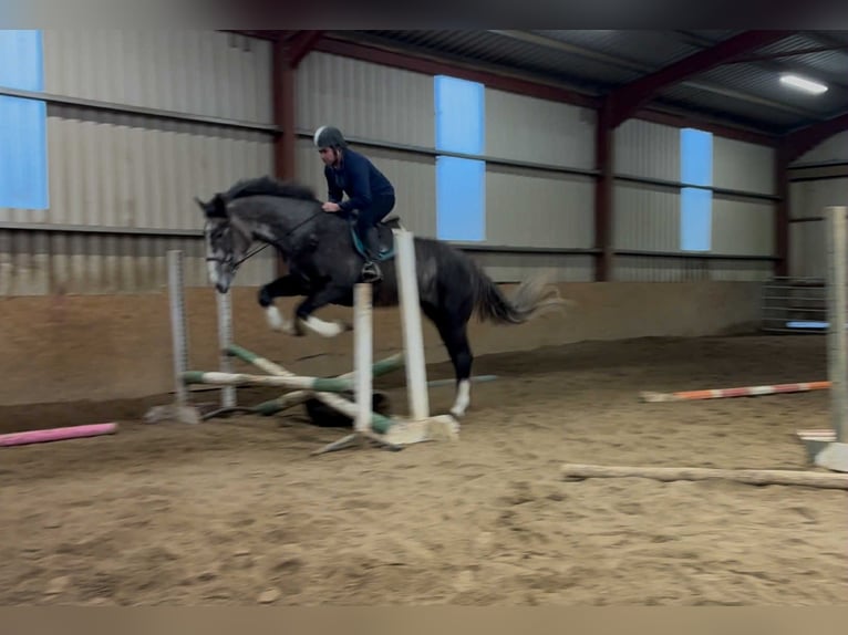 Irish Sport Horse Wallach 4 Jahre 173 cm Schimmel in Sligo