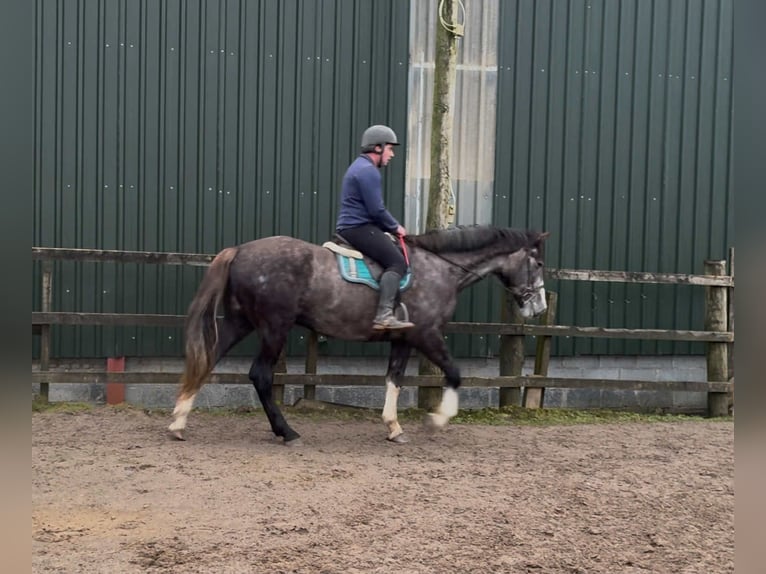 Irish Sport Horse Wallach 4 Jahre 173 cm Schimmel in Sligo