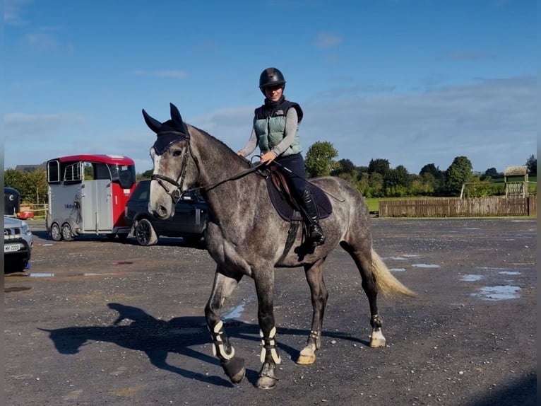 Irish Sport Horse Wallach 4 Jahre 173 cm Schimmel in Mountrath, Co. Laois