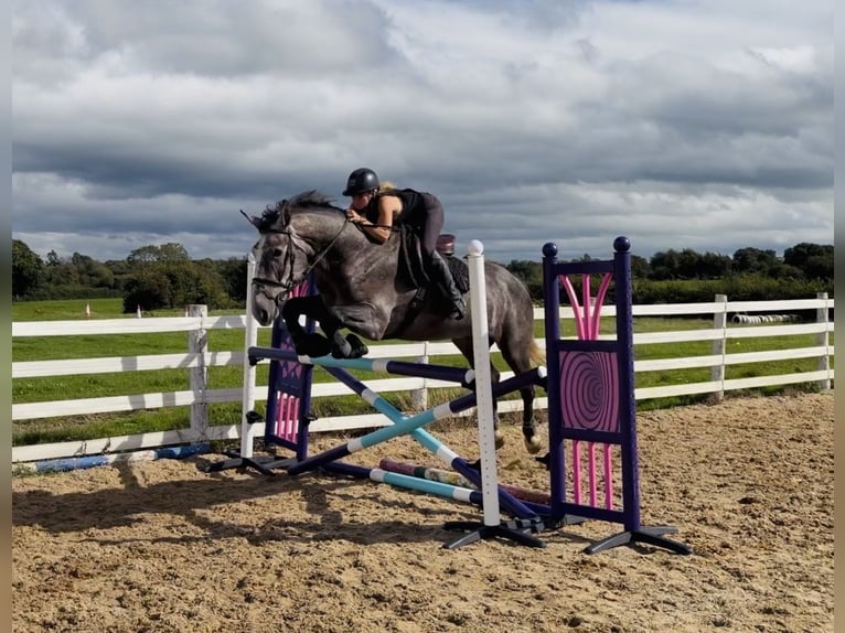 Irish Sport Horse Wallach 4 Jahre 173 cm Schimmel in Mountrath, Co. Laois