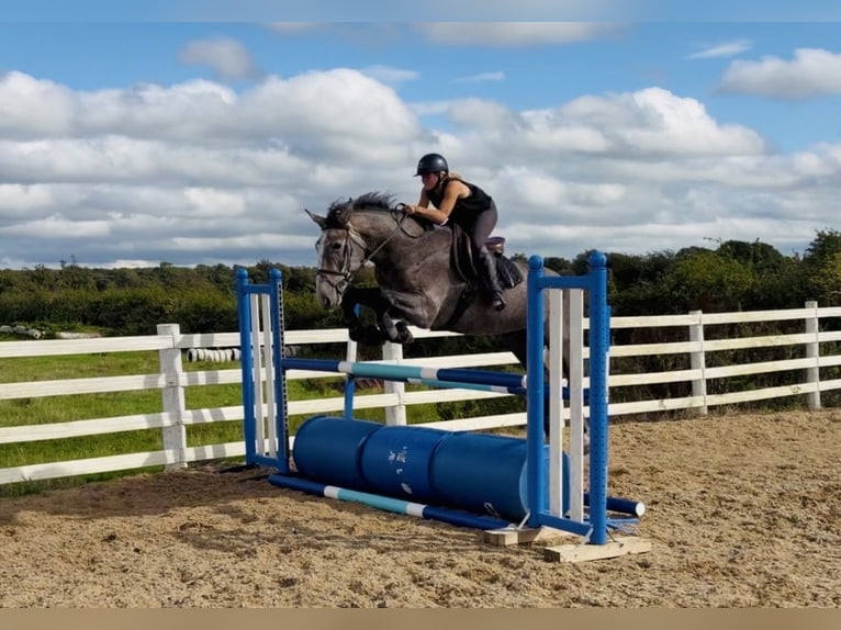 Irish Sport Horse Wallach 4 Jahre 173 cm Schimmel in Mountrath, Co. Laois