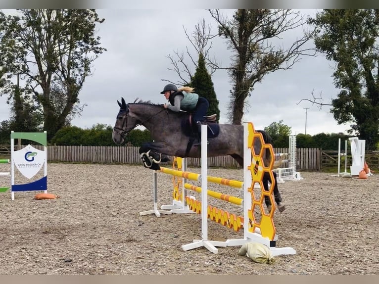 Irish Sport Horse Wallach 4 Jahre 173 cm Schimmel in Mountrath, Co. Laois