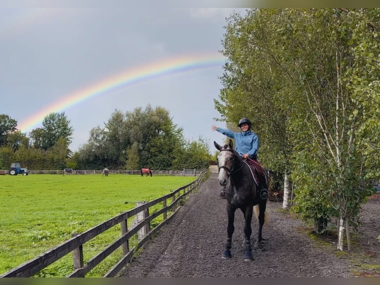 Irish Sport Horse Wallach 4 Jahre 173 cm Schimmel in Mountrath, Co. Laois