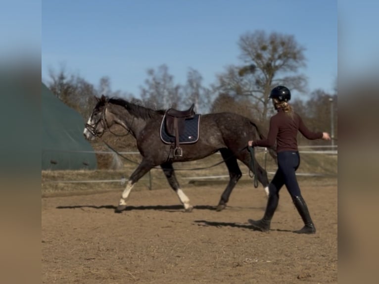 Irish Sport Horse Wallach 4 Jahre 180 cm  in Trebbin