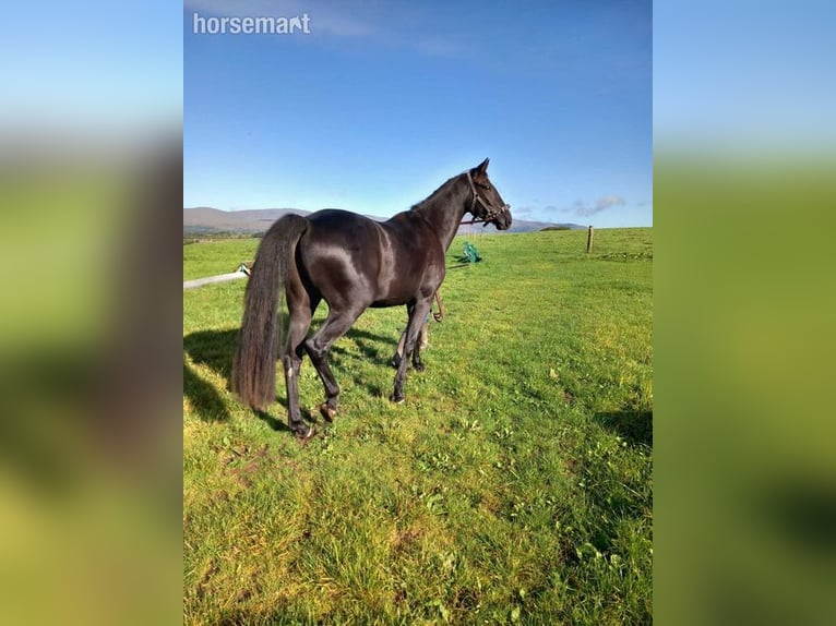 Irish Sport Horse Wallach 4 Jahre Rappe in Bantry
