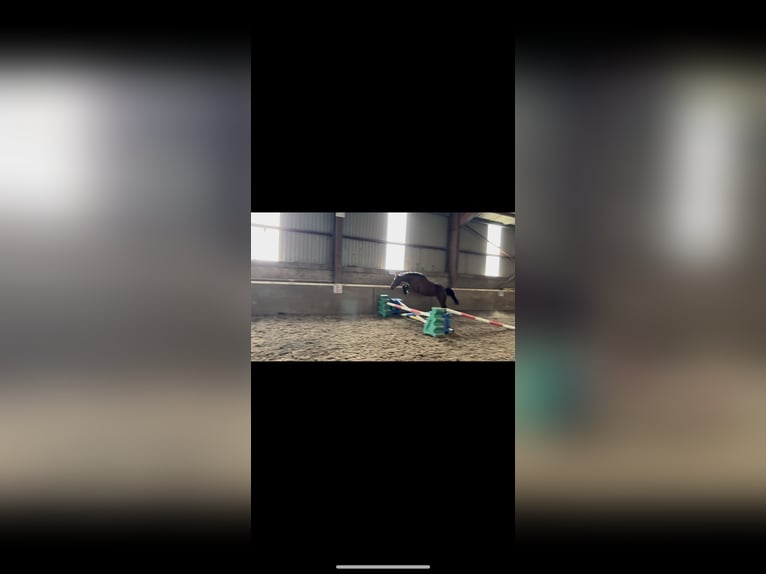 Irish Sport Horse Mix Wallach 4 Jahre Rotbrauner in Leitrim